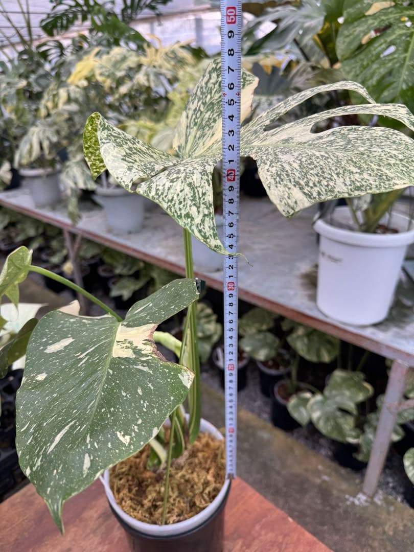 9モンステラ　タイコンステレーション　スターライト