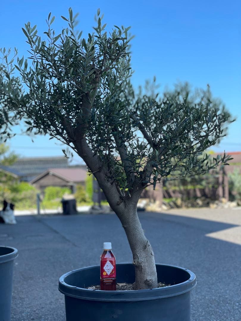 オリーブの木【引取り限定】