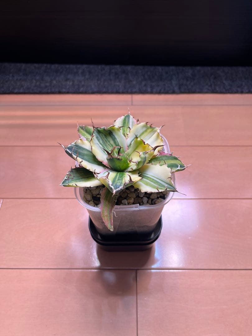 アガベ　白鯨　白縞斑