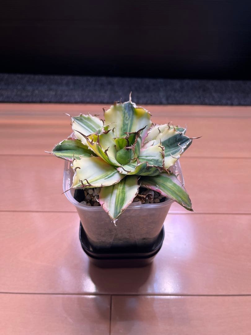 アガベ　白鯨　白縞斑