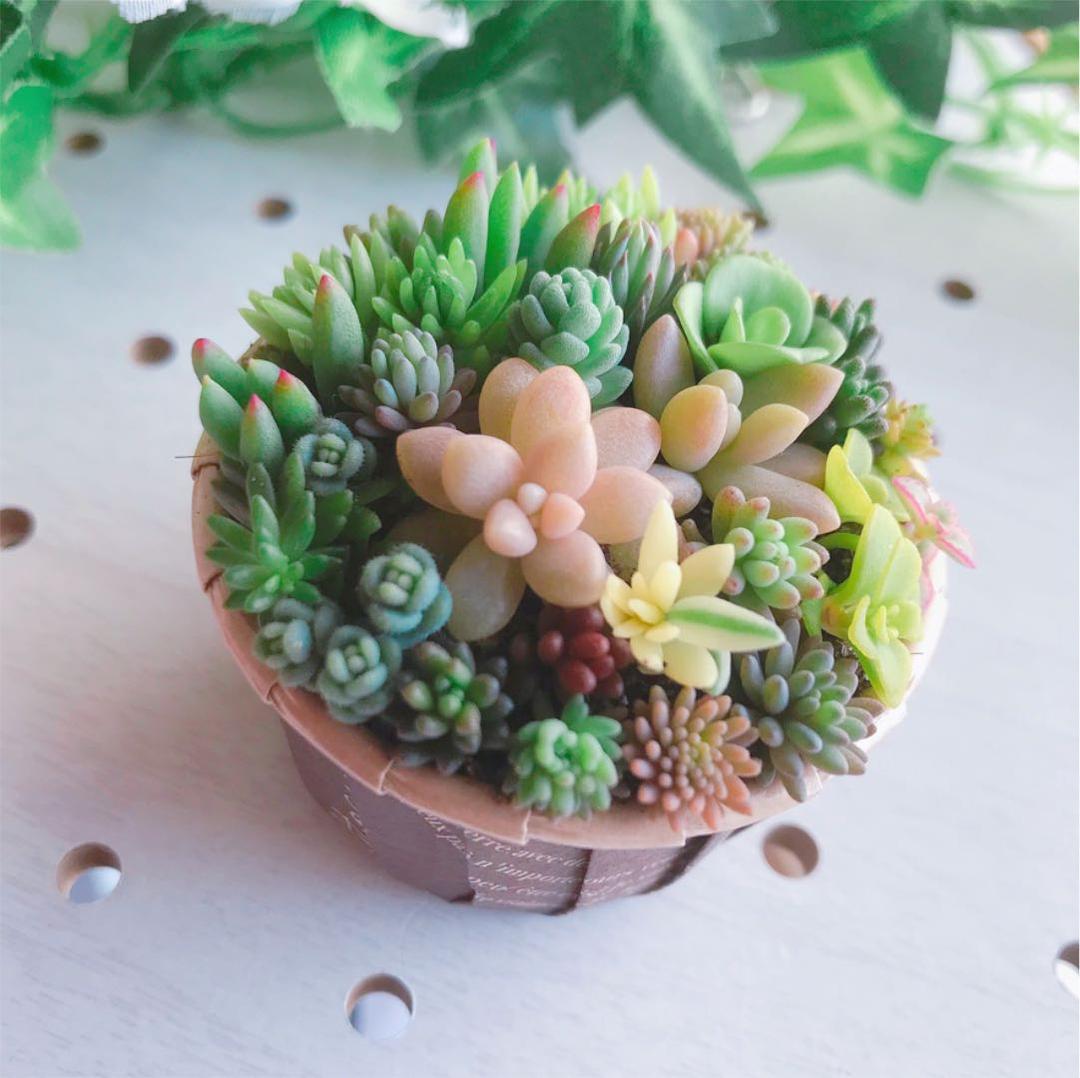 ★★セダム畑❤️★このまま飾れます★寄せ植え★ちまちまキュンキュン★多肉植物
