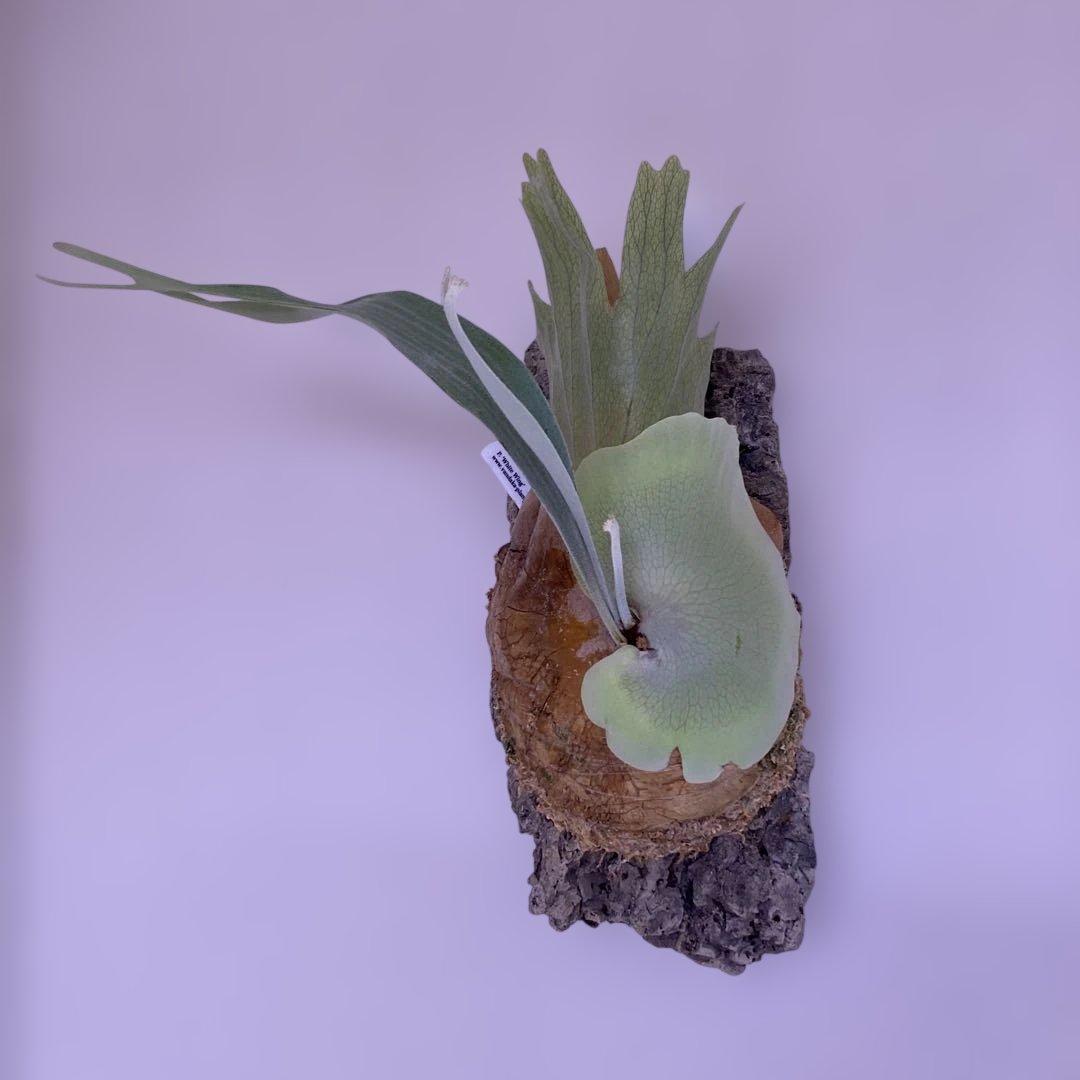 ビカクシダ　P.white wing ホワイトウィング