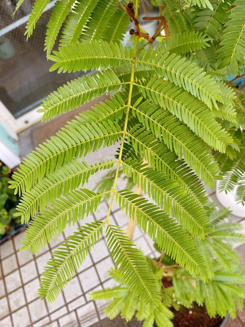 エバーフレッシュ　自然樹形　大型　引き取り希望