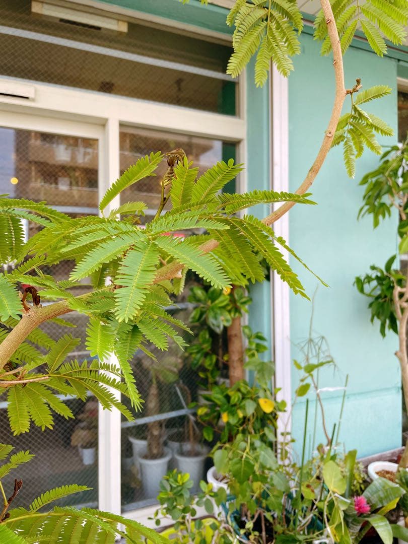 エバーフレッシュ　自然樹形　大型　引き取り希望