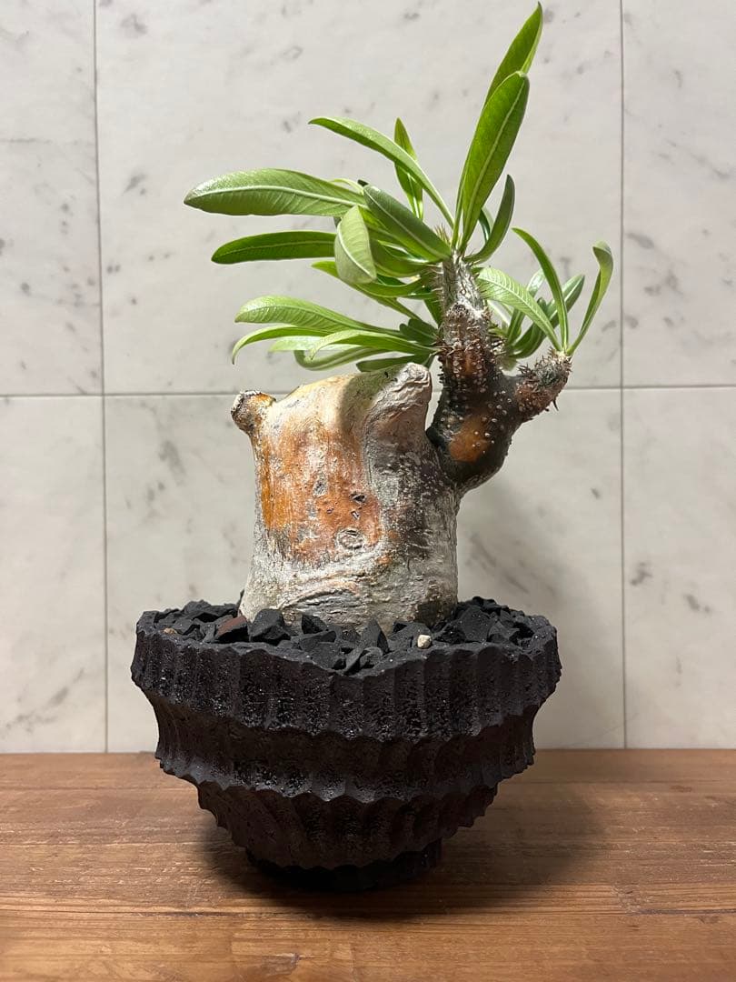 パキポディウム グラキリス 変態株