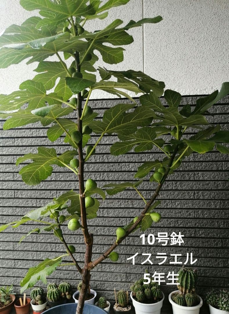 イスラエル 5年生 イチジク　10号鉢 鉢ごと発送
