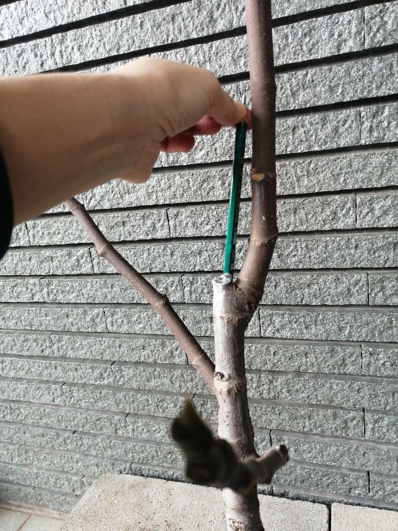 イスラエル 5年生 イチジク　10号鉢 鉢ごと発送