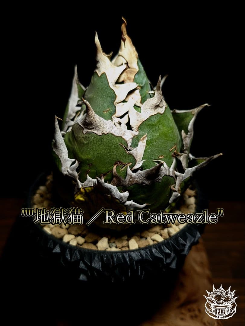 【美親株】アガベ　チタノタ　地獄猫／Red Catweazle 　大株