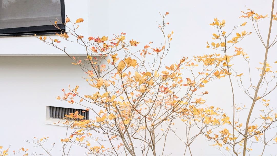 特大。秀逸。山採りドウダンツツジ。