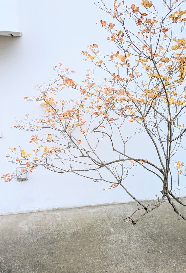 特大。秀逸。山採りドウダンツツジ。