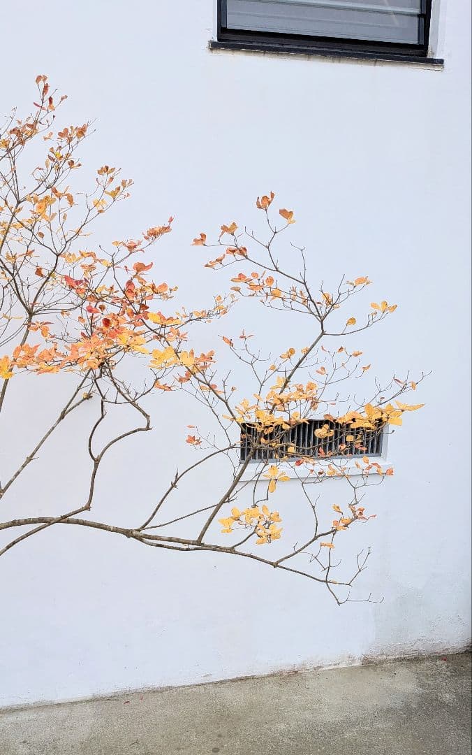 特大。秀逸。山採りドウダンツツジ。