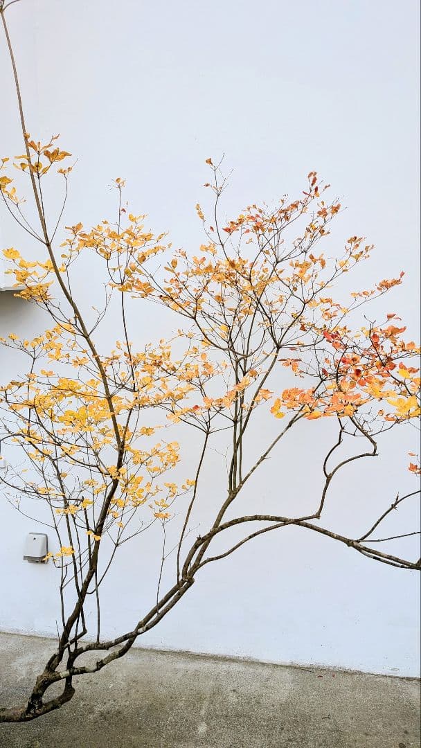 特大。秀逸。山採りドウダンツツジ。