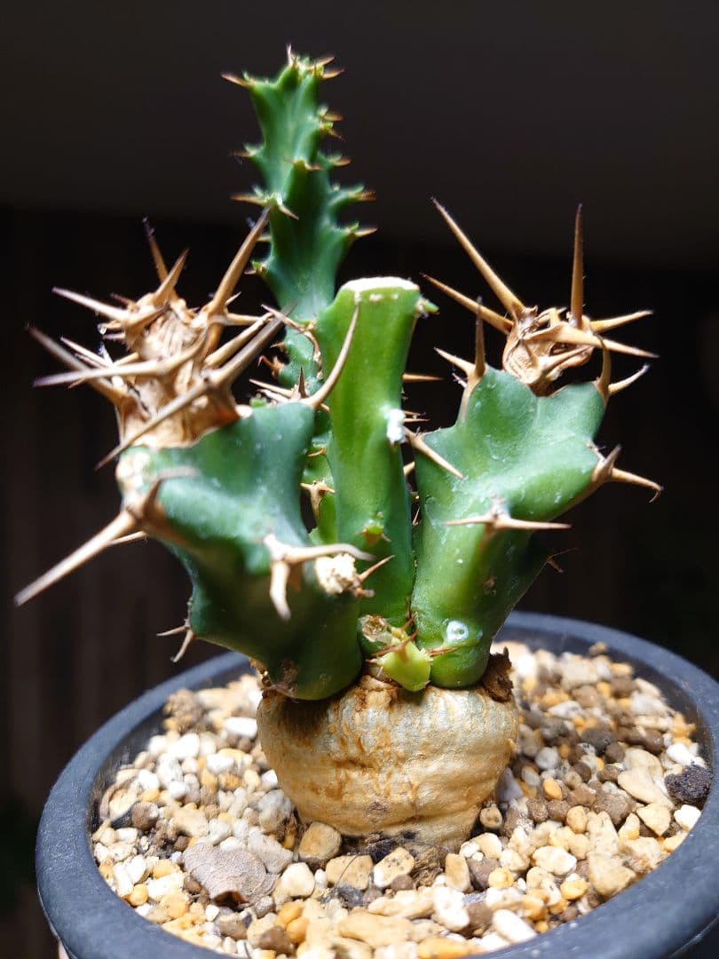 ユーフォルビア クラビゲラ 実生