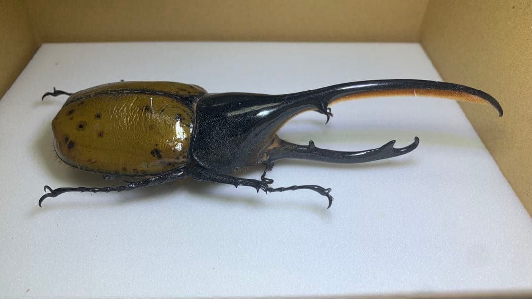 【標本】ヘラクレスリッキー　WD♂145mm エクアドル産/ヘラクレスオオカブト