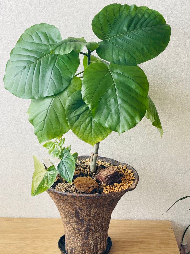 フィカス 観葉植物 寄せ植え　約65cm