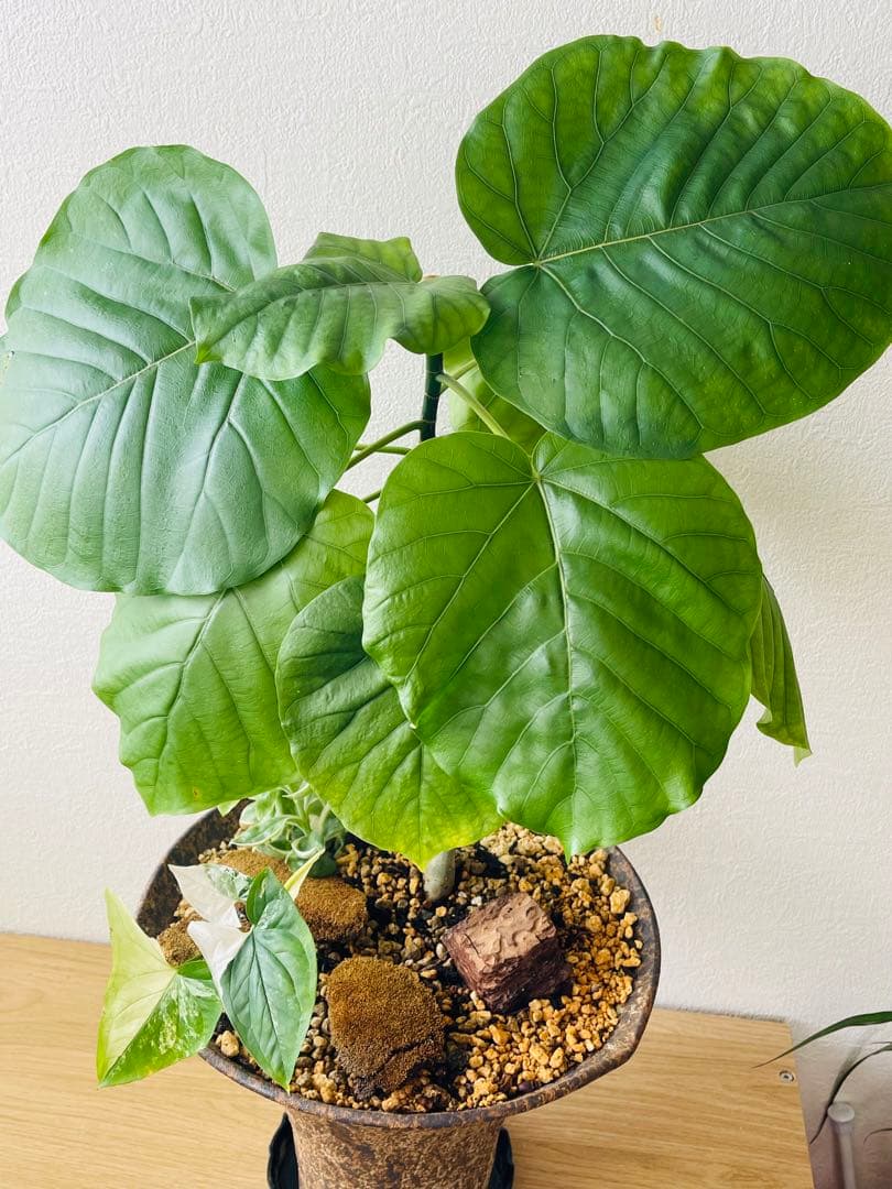 フィカス 観葉植物 寄せ植え　約65cm