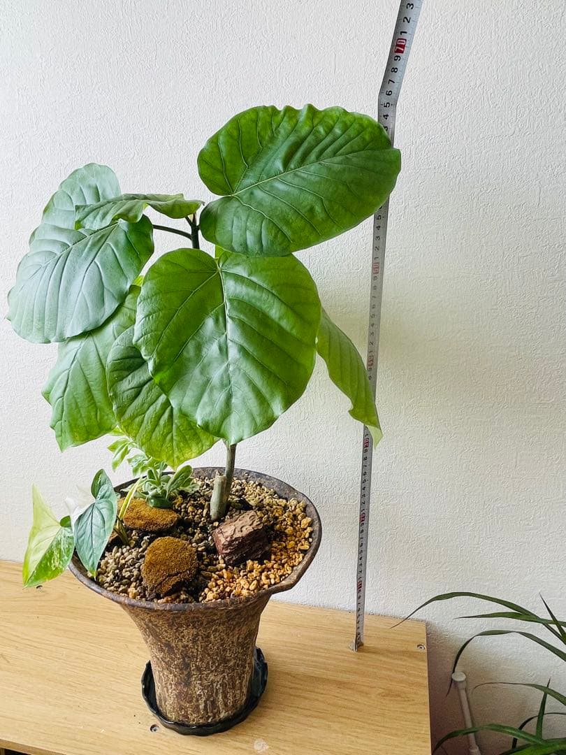 フィカス 観葉植物 寄せ植え　約65cm