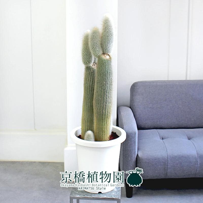 【おがわ@読書に挑戦】【現品】サボテン吹雪柱（フブキチュウ）8号白鉢（1）