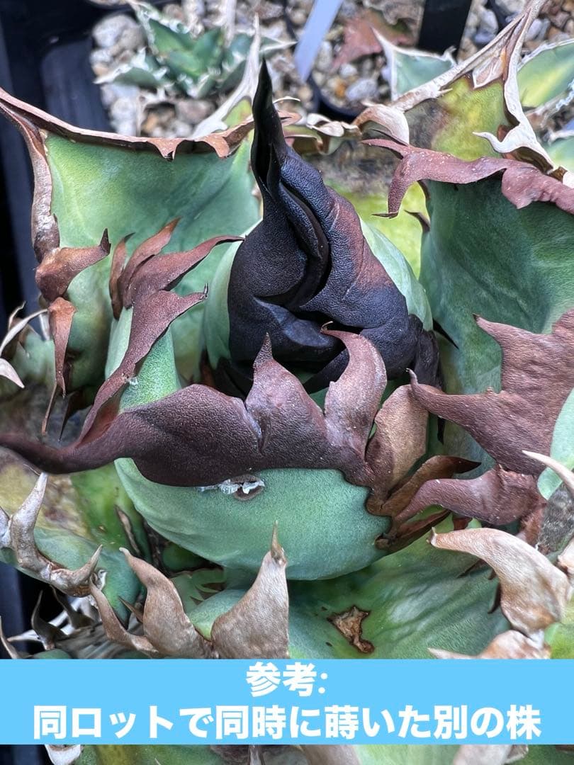 アガベ オテロイ 実生選抜 2022Lot