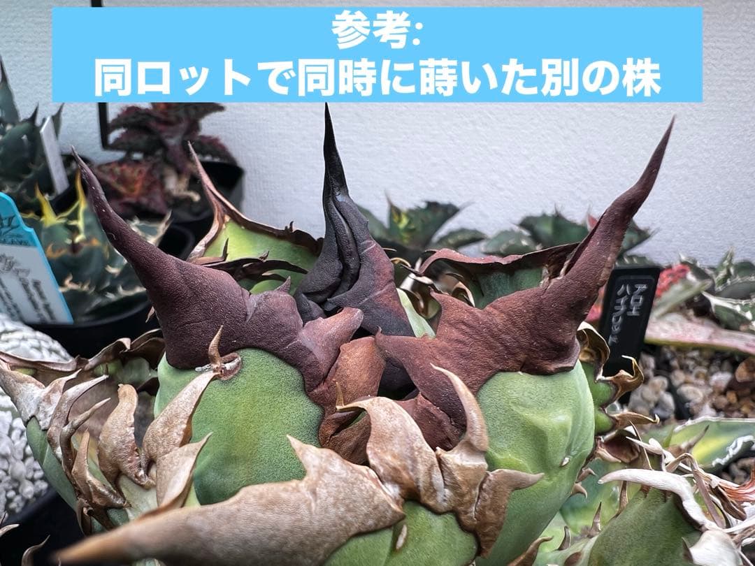 アガベ オテロイ 実生選抜 2022Lot