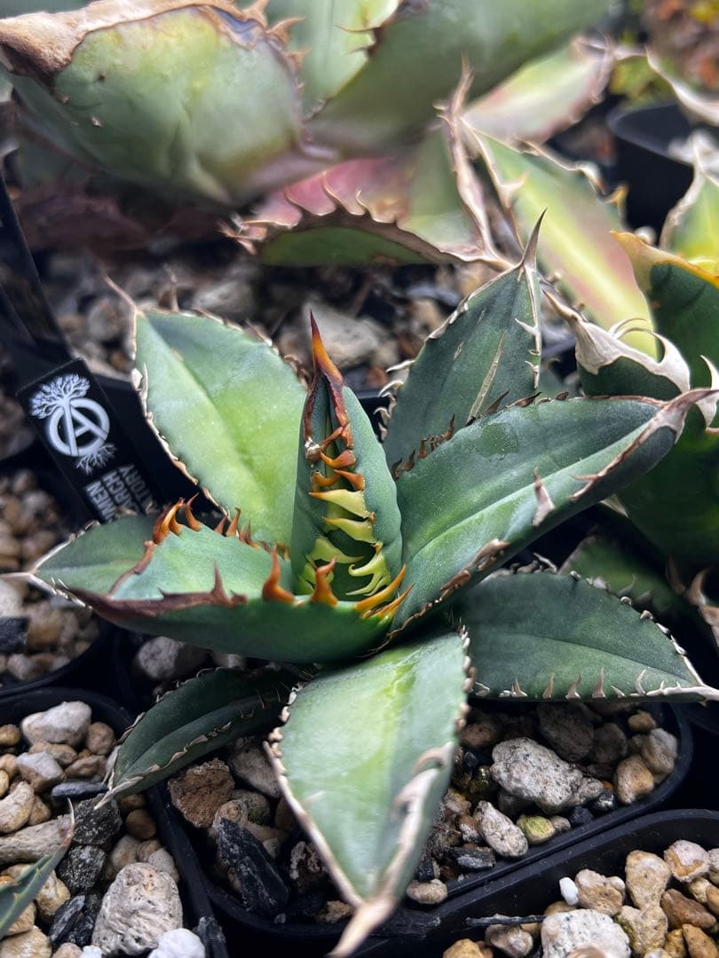 アガベ オテロイ 実生選抜 2022Lot