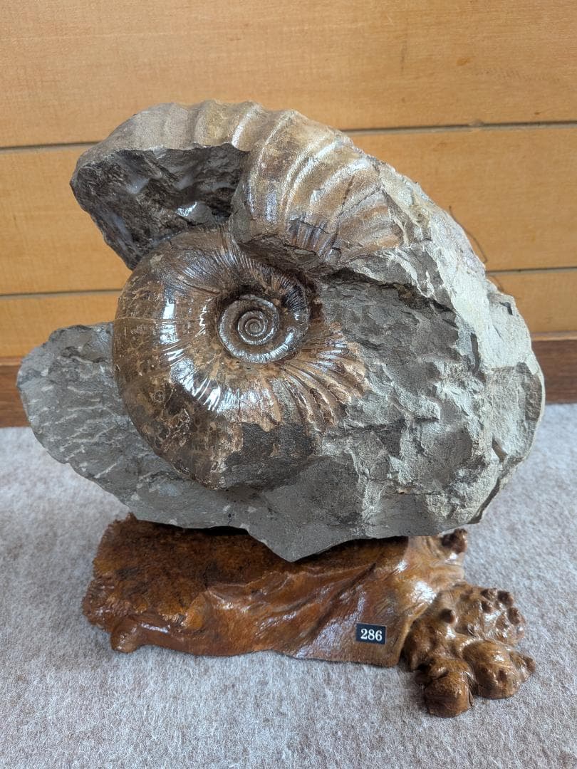 アンモナイト化石 15cm(286)