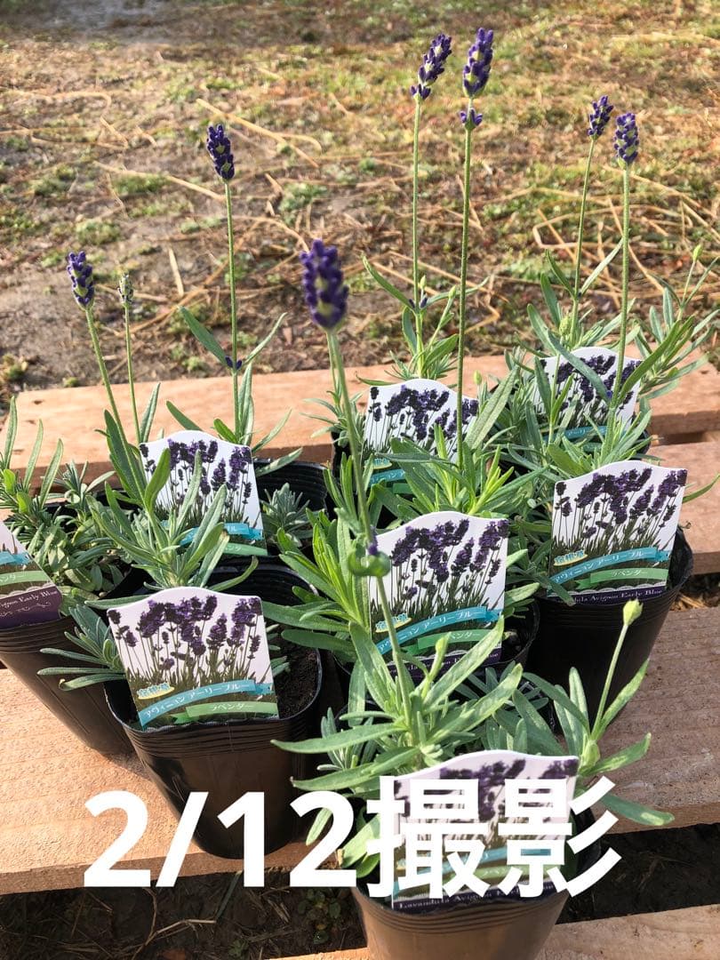 アヴィニョンアーリーブルー　ラベンダー　苗