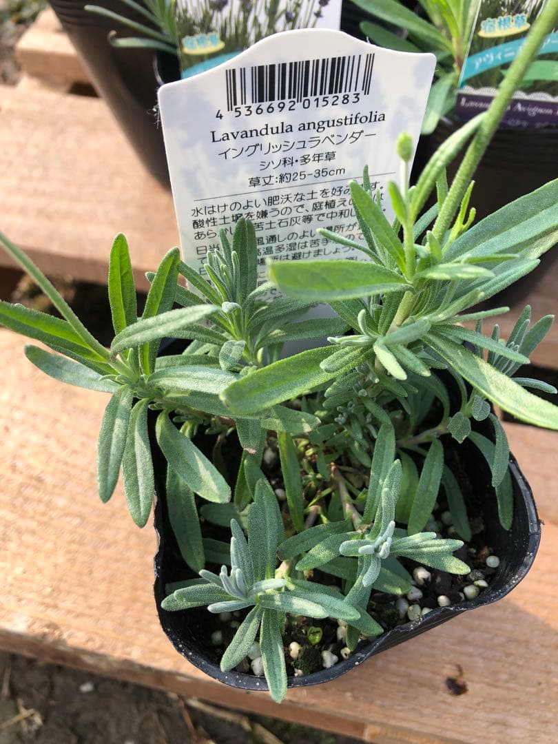 アヴィニョンアーリーブルー　ラベンダー　苗