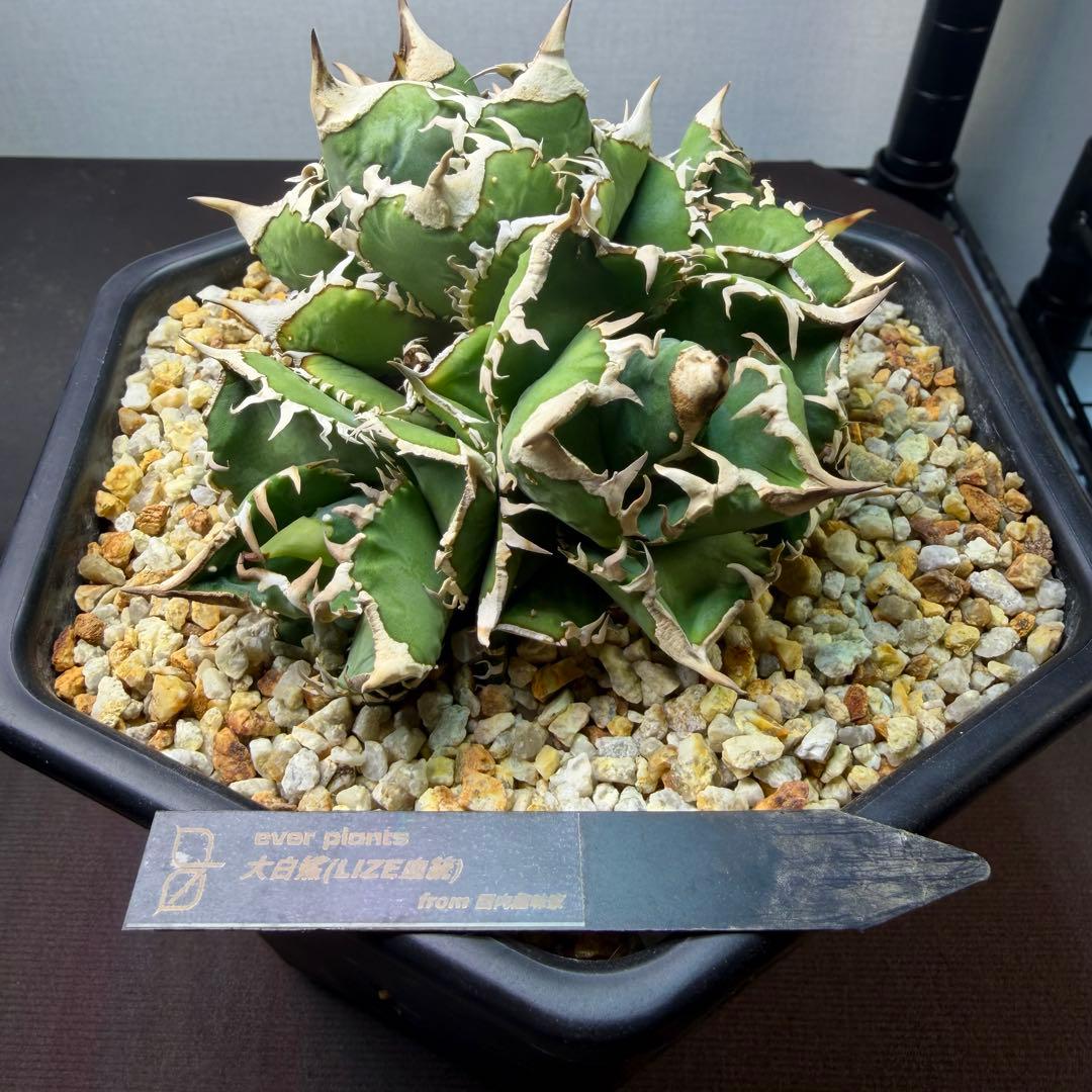 4頭大白鯊　アガベ　鉢植え配送