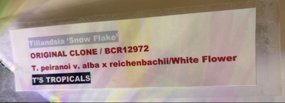 同梱割Tillandsia ' Flake' T'S TROPICALS