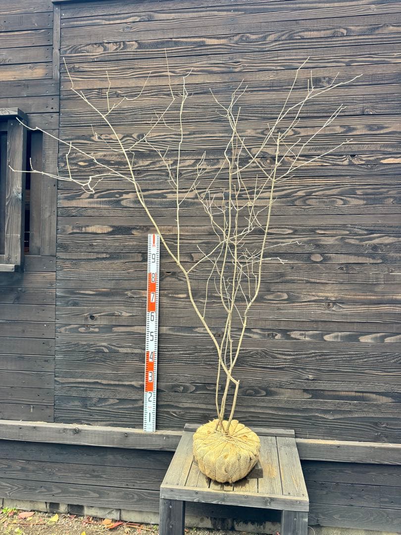 アオダモ/自生山採り【現品発送】管理70937