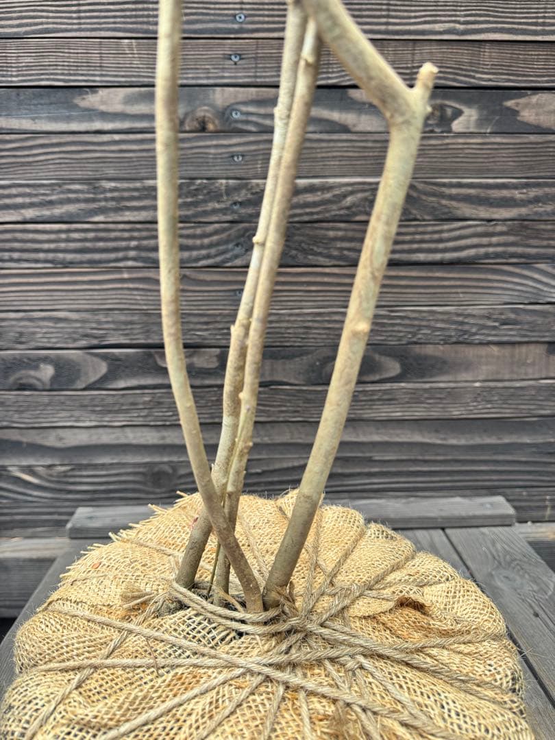 アオダモ/自生山採り【現品発送】管理70937