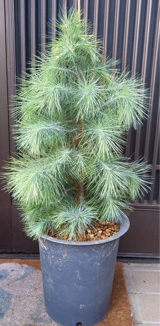 マルチネス ピニョン松