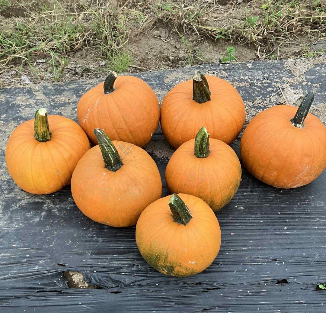 404 Not Found ハロウィンかぼちゃ5/7