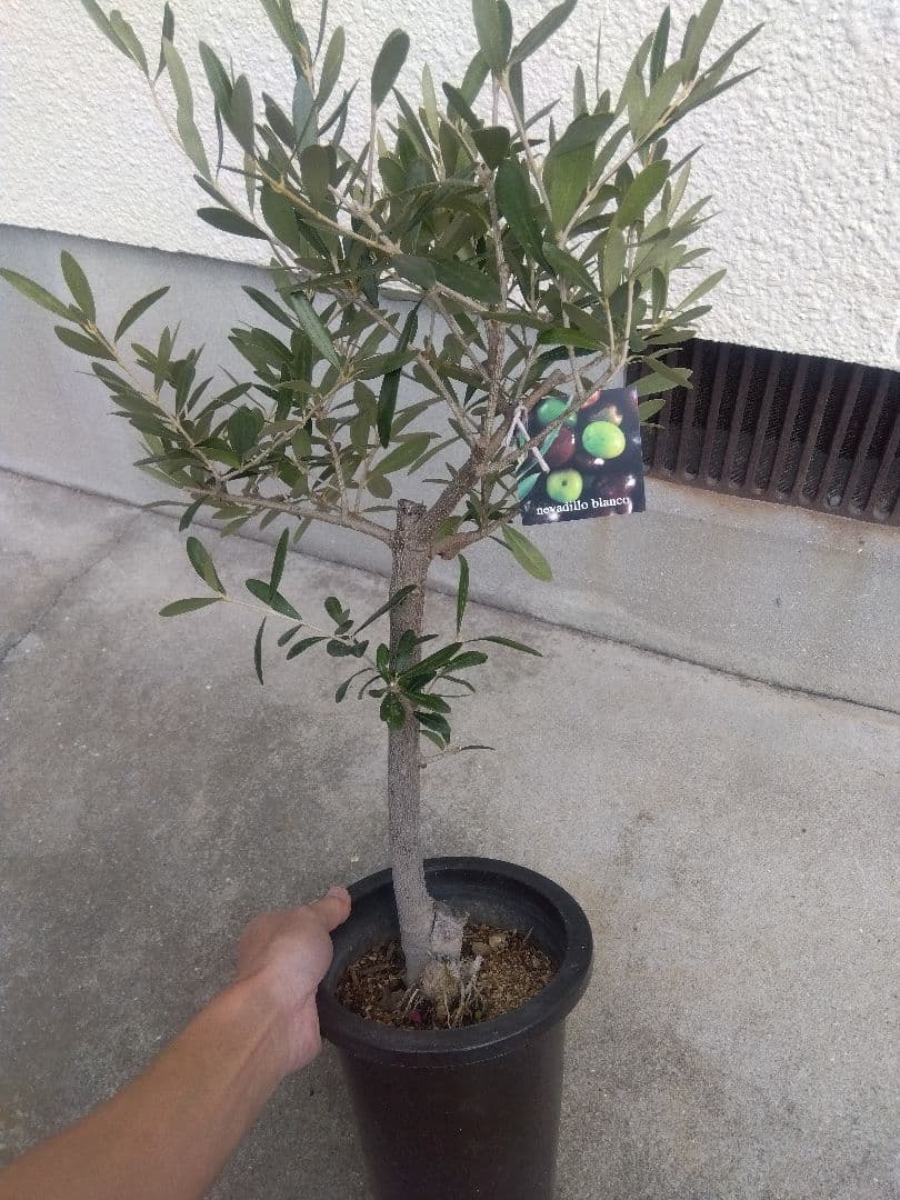 オリーブ　古木 souju 創樹　6号鉢つき　盆栽❗　③