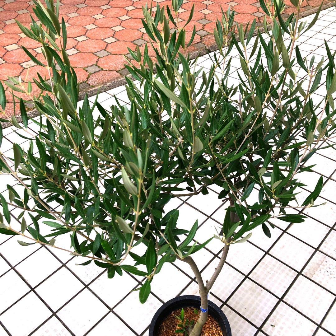 オリーブの木 8号【SOUJU】ピクアル 幹太 品質抜群 希少品種 自家結実性