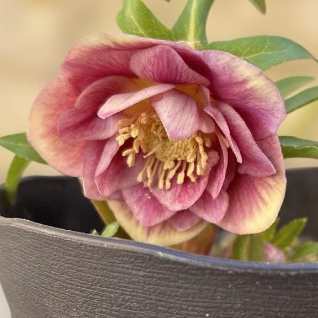 ソレイユ系グラデーション　広瀬園芸　クリスマスローズ　開花株　匿名発送