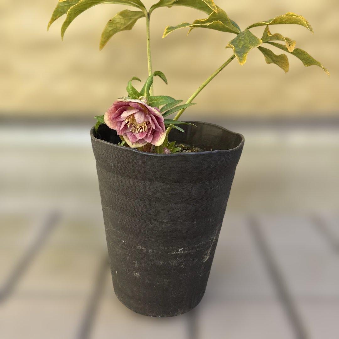 ソレイユ系グラデーション　広瀬園芸　クリスマスローズ　開花株　匿名発送