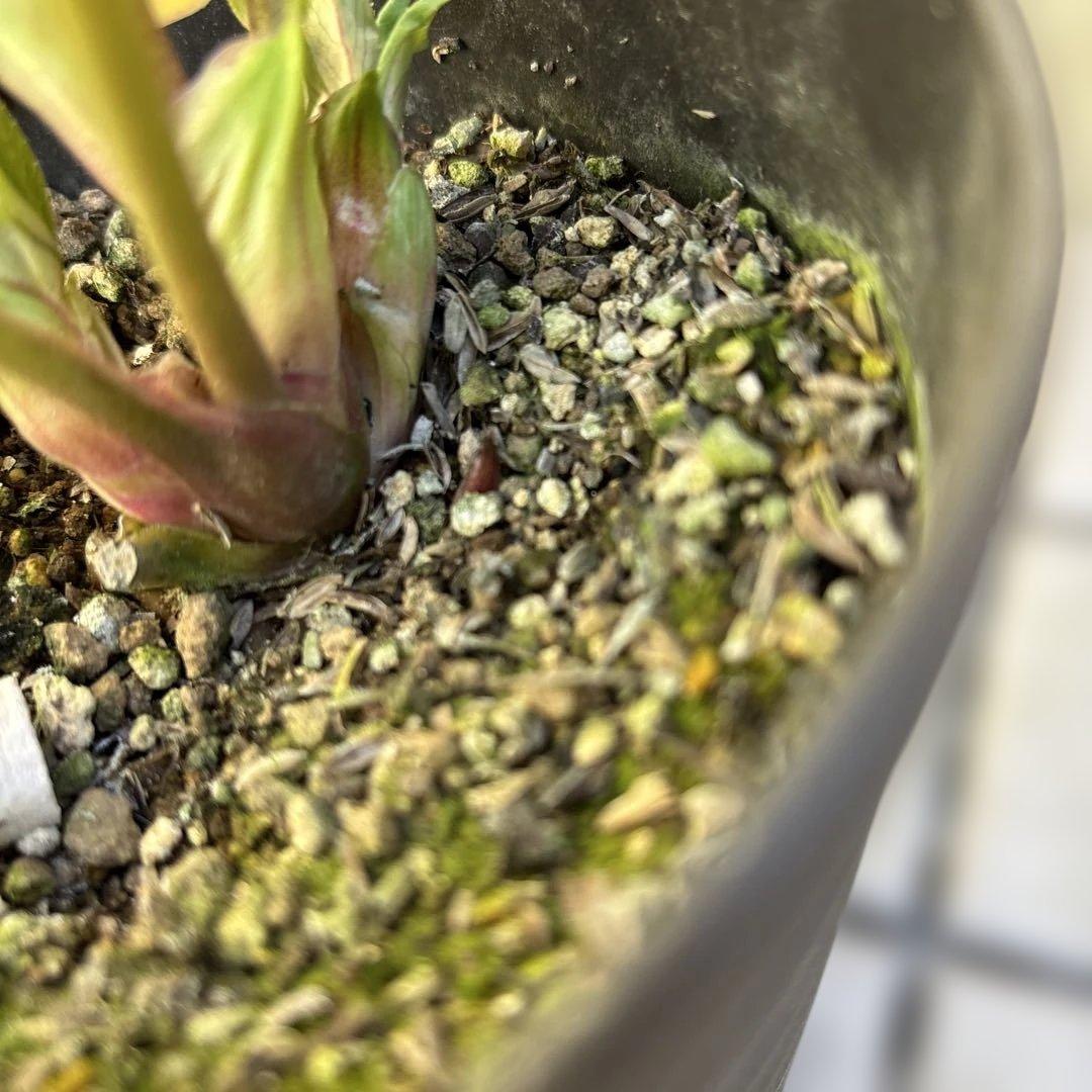 ソレイユ系グラデーション　広瀬園芸　クリスマスローズ　開花株　匿名発送