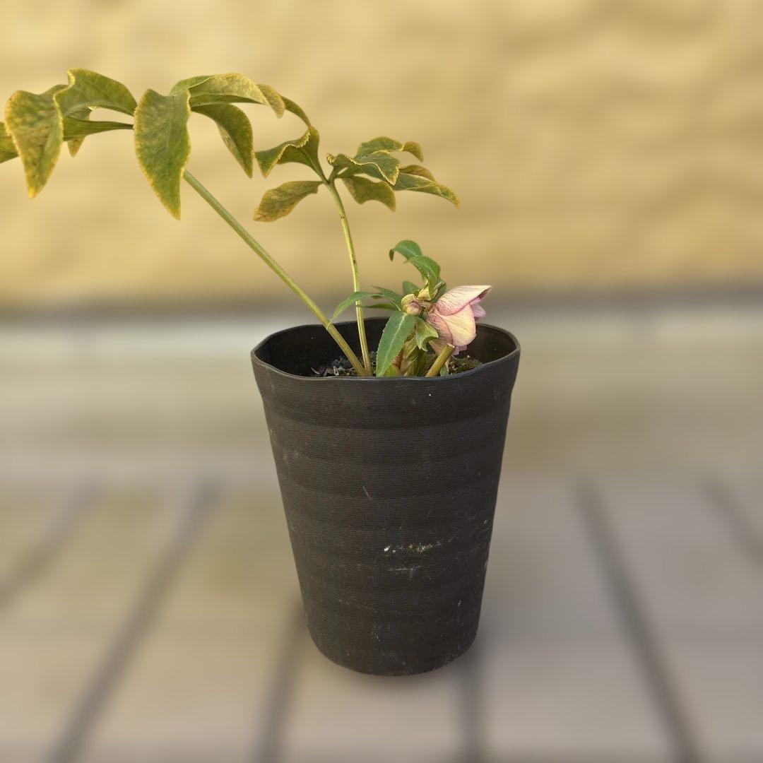 ソレイユ系グラデーション　広瀬園芸　クリスマスローズ　開花株　匿名発送