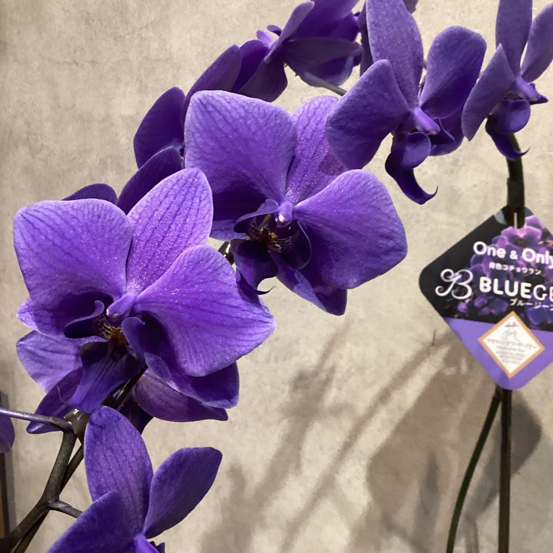 年末SALE❗️入荷少なめです❗️超希少❗️胡蝶蘭❤️ブルージーン　1本立
