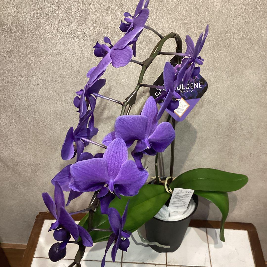 年末SALE❗️入荷少なめです❗️超希少❗️胡蝶蘭❤️ブルージーン　1本立