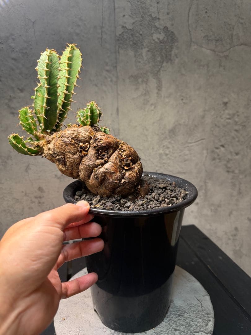 ユーフォルビア ムランジーナ　珍株　発根確認済