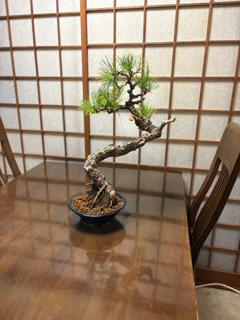 黒松盆栽❗️古木❗️美品❗️将来性高いです。