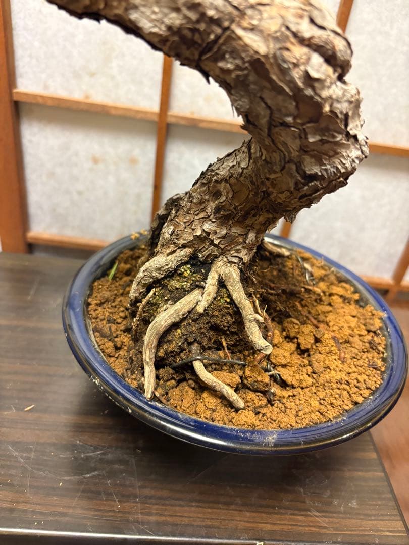 黒松盆栽❗️古木❗️美品❗️将来性高いです。