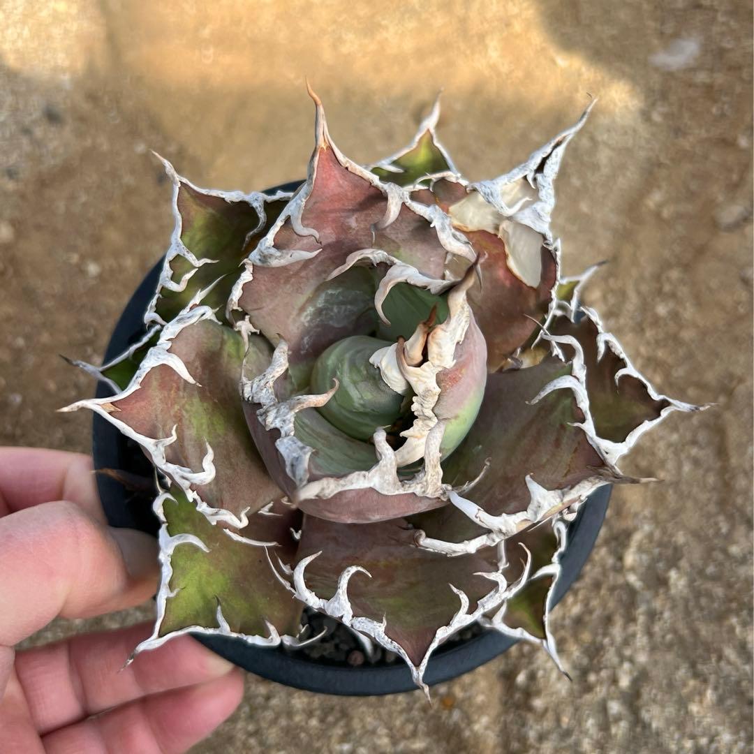 アガベ　チタノタ　シーザー　大株　活着済み　子株付き