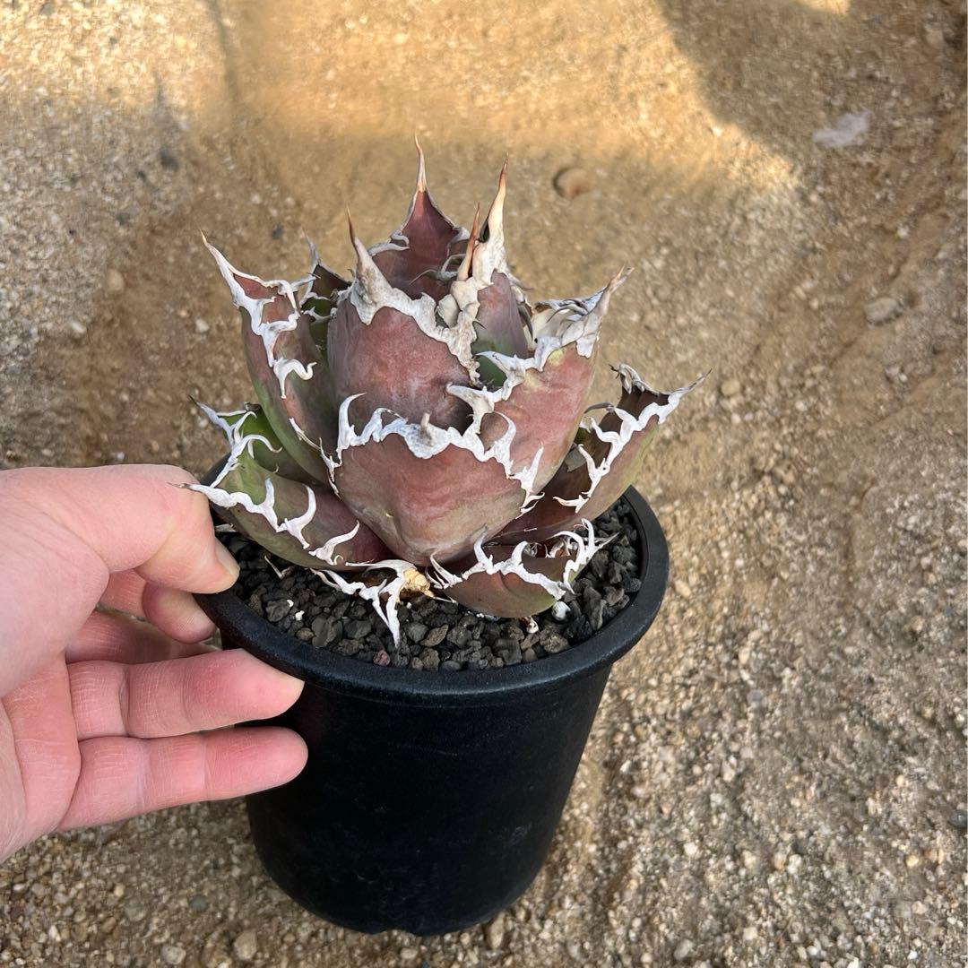 アガベ　チタノタ　シーザー　大株　活着済み　子株付き