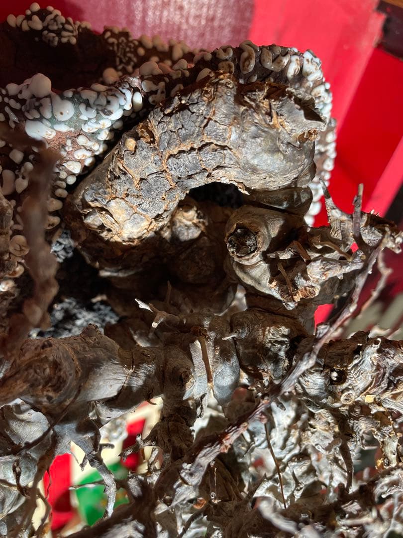 コミフォラ　エイル　落葉中　発根済み　抜き苗