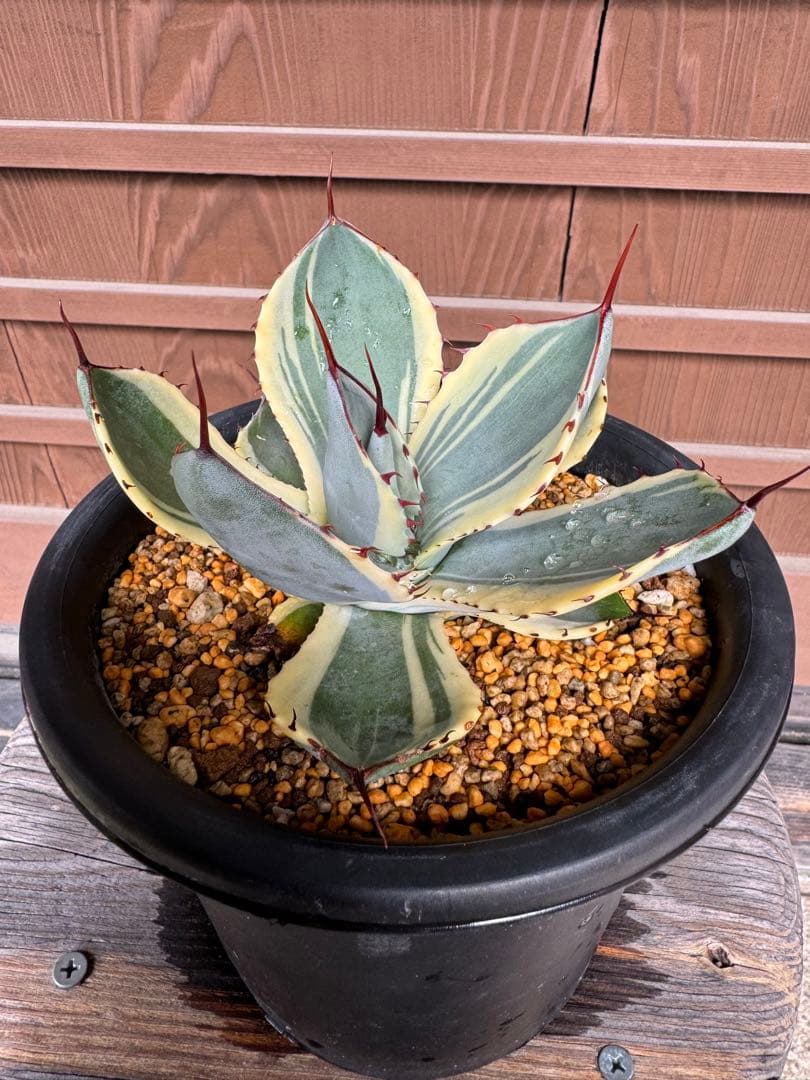 アガベ Agave parryi var. truncata 'Orizaba' 169