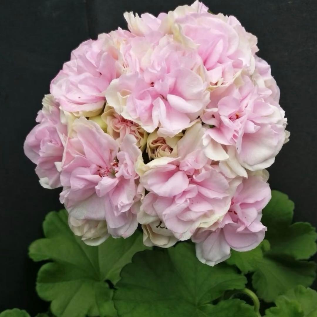 希少品種ゼラニウム　超レア品種ゼラニウム　珍しいゼラニウム　LH01